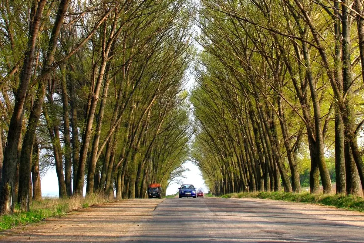 Drum mărginit de arbori